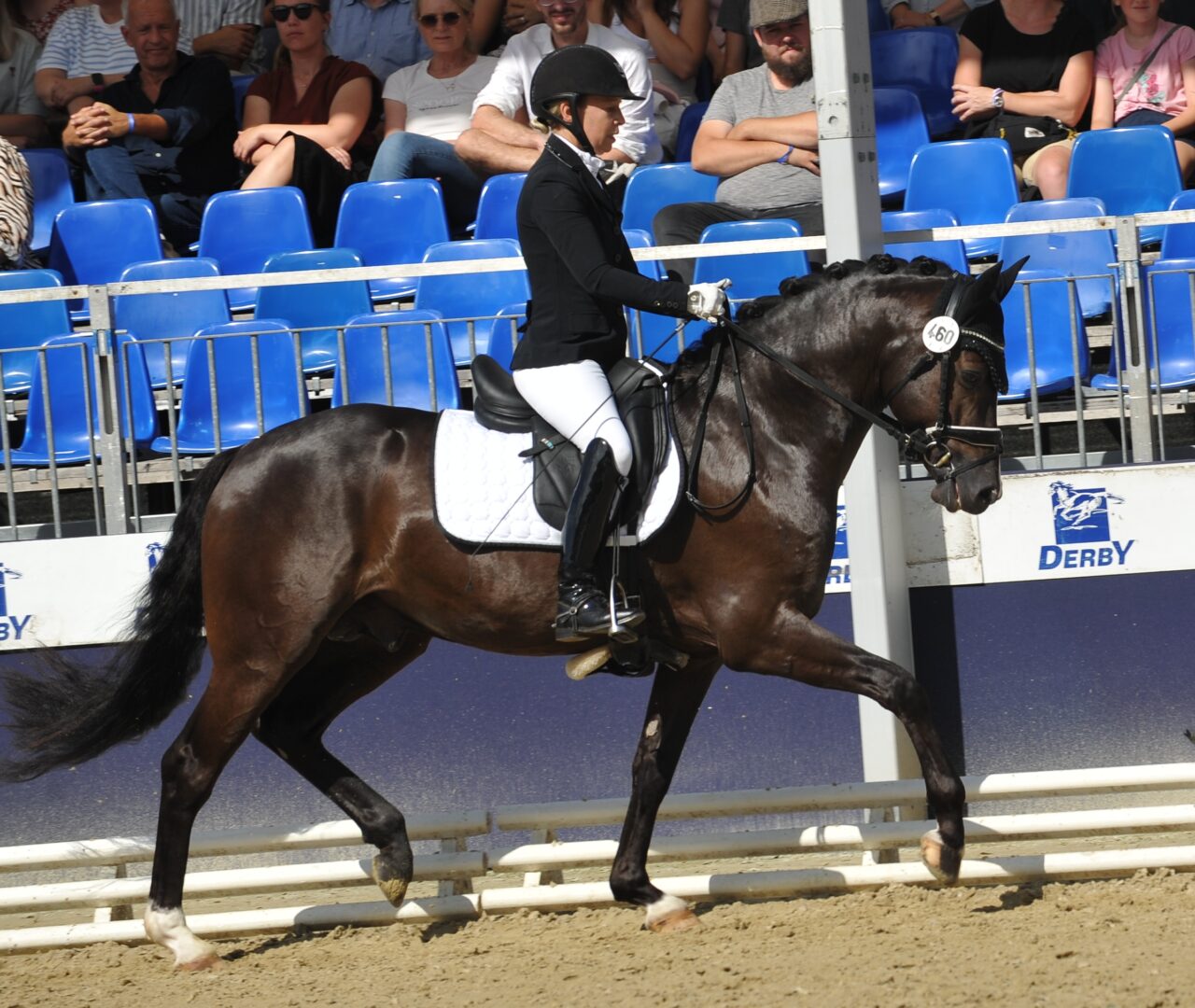 Netflix WE | Deutsches Reitpony | *2021